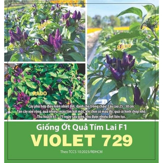 Hạt giống ớt tím F1 siêu cay
