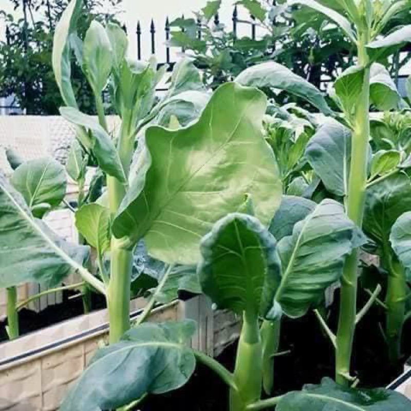 Cải lan thân béo mập ú gói 200 hạt