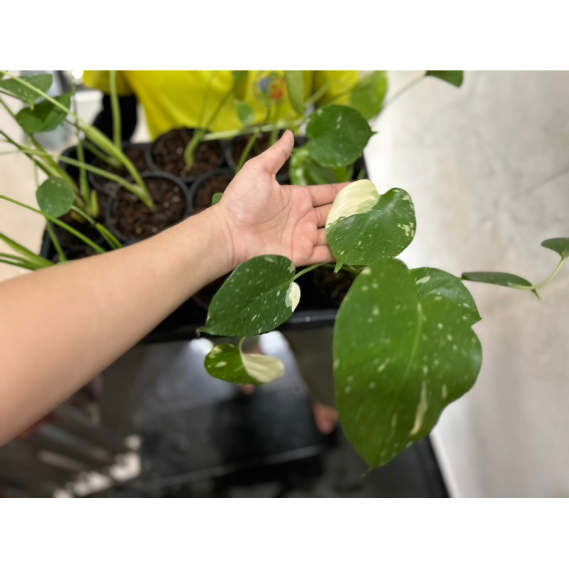 Cây trầu bà MONSTERA THAI CONSTELLATION