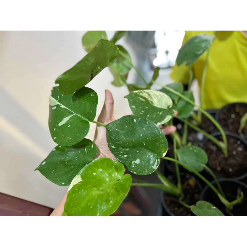 Cây trầu bà MONSTERA THAI CONSTELLATION