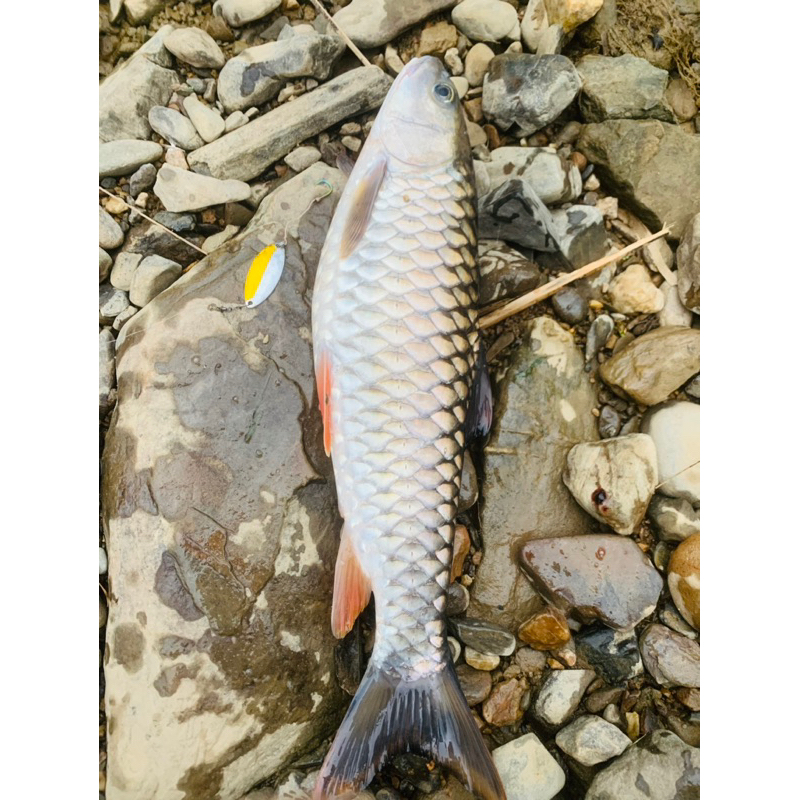 Mồi thìa 4G-6G-8G câu lure sông,suối,ao,hồ chuyên lure cá chày,cá mương,cá lóc,rô phi,rô mó,hoàng đế