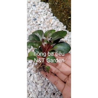 N&T - Hồng ba tiêu thủy sinh không CO2 (6 thân)