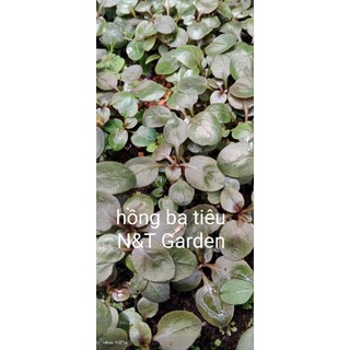 N&T - Hồng ba tiêu thủy sinh không CO2 (6 thân)