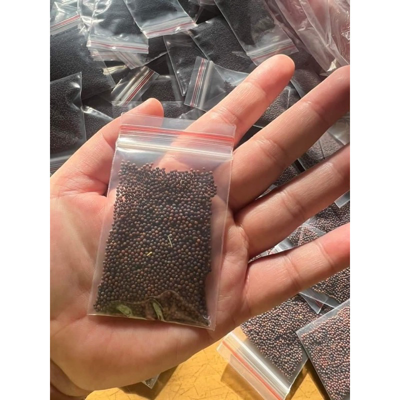 Hạt giống rau cải mèo  1 gói