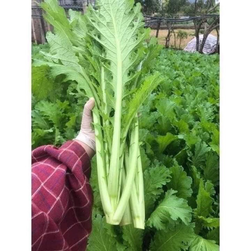 Hạt giống rau cải mèo  1 gói