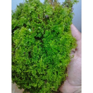 Rêu trắc bá ( terrarium, tiểu cảnh, bán cạn)