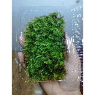 Rêu spiny ( rêu đuôi sóc)