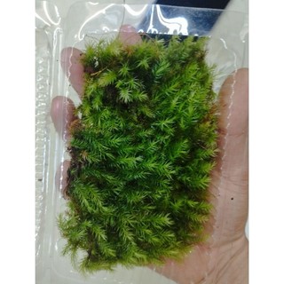 Rêu spiny ( rêu đuôi sóc)