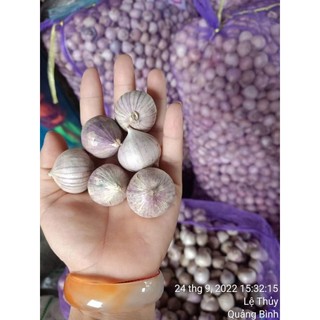 1kg TỎI CÔ ĐƠN / 1 NHÁNH thơm ngon (size to)