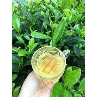 Cây giống chè xanh