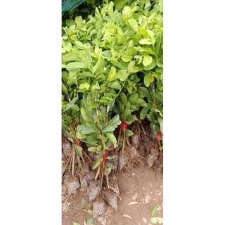 ổi ruby ruột đỏ cây giống ghép