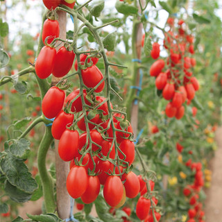 Hạt giống cà chua bi dây đỏ - dây cherry - cà chua cherry tròn quả đỏ.