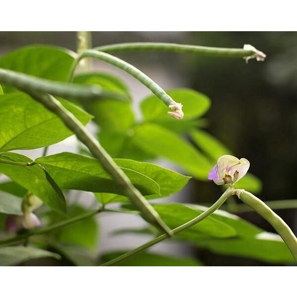 1kg, 500g Đậu xanh hạt nguyên Organic làm giá , nấu chè , nấu xôi