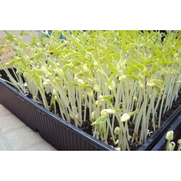 1kg, 500g Đậu xanh hạt nguyên Organic làm giá , nấu chè , nấu xôi