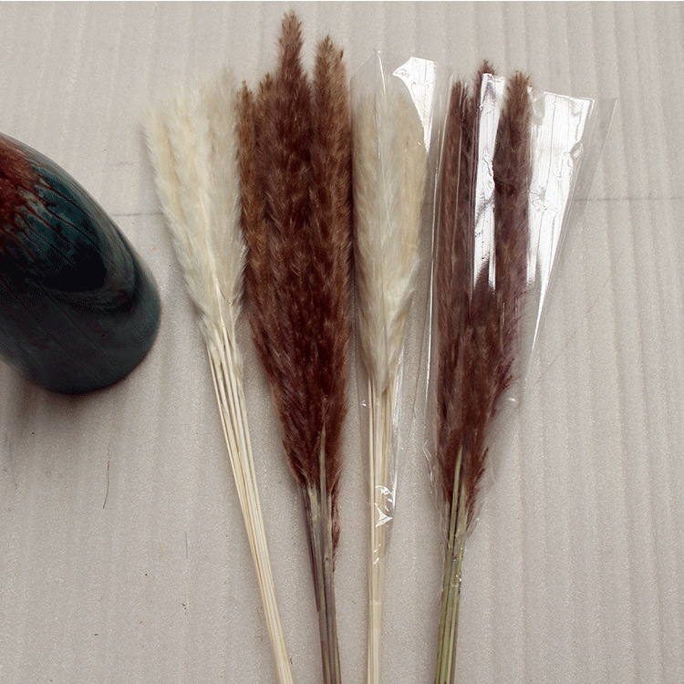 Bó 15 bông cỏ lau đuôi chồn