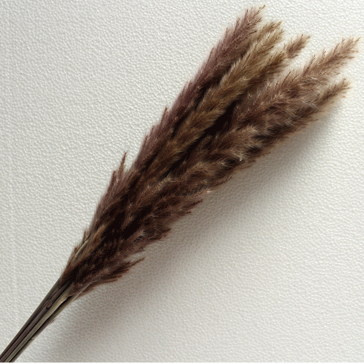 Bó 15 bông cỏ lau đuôi chồn