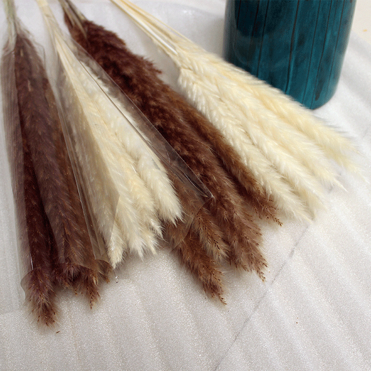 Bó 15 bông cỏ lau đuôi chồn