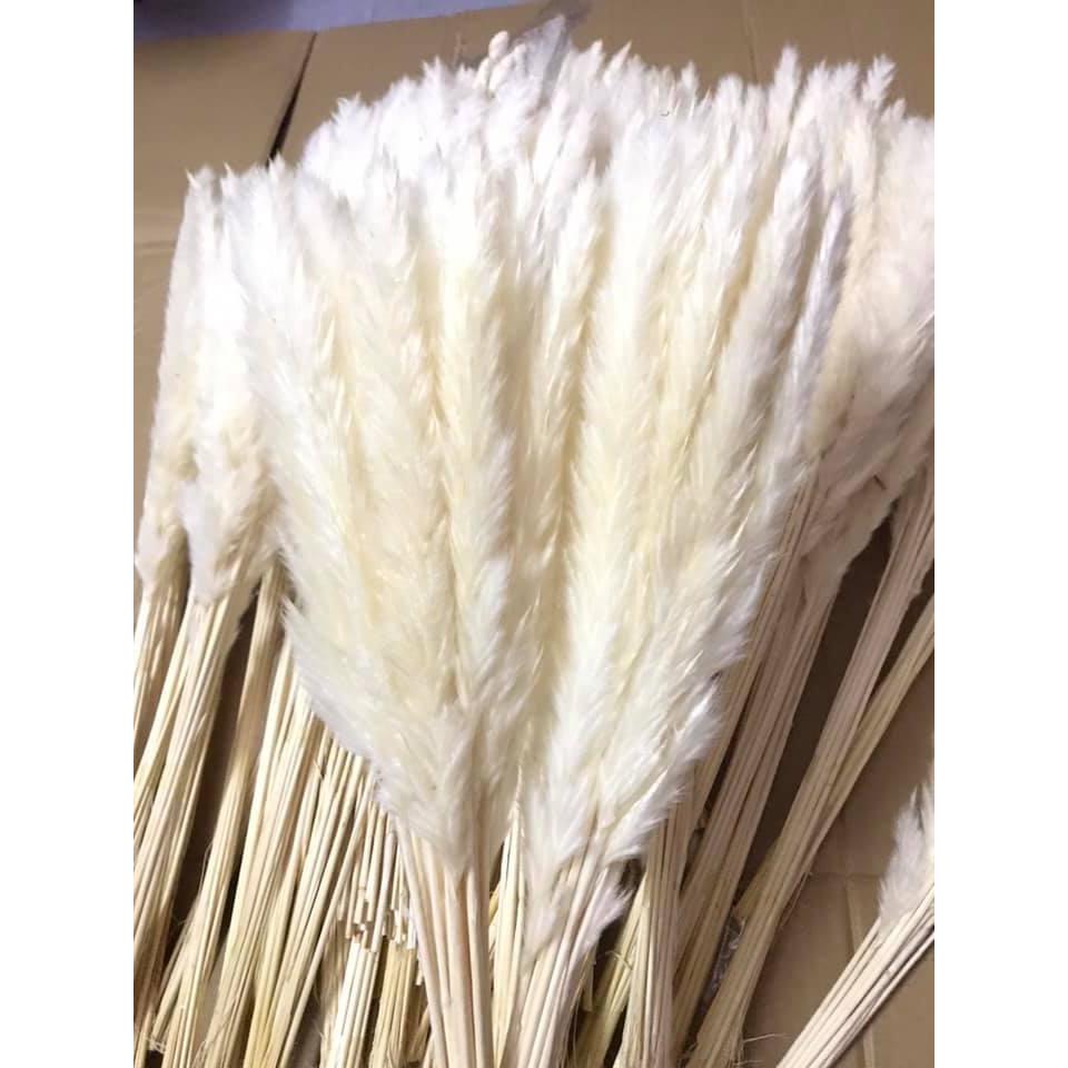 Bó 15 bông cỏ lau đuôi chồn
