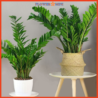 Chậu kim tiền giả loại lớn kèm chậu trang trí phòng khách, văn phòng công ty phát tài lộc phong thủy Flowermini