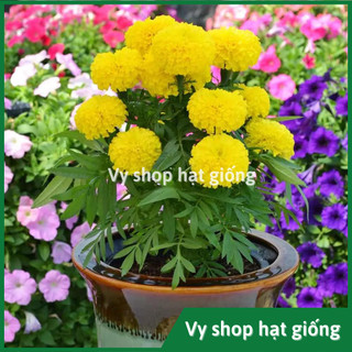 Hạt giống hoa cúc vạn thọ Mỹ vàng chanh thân lùn gói 300 hạt