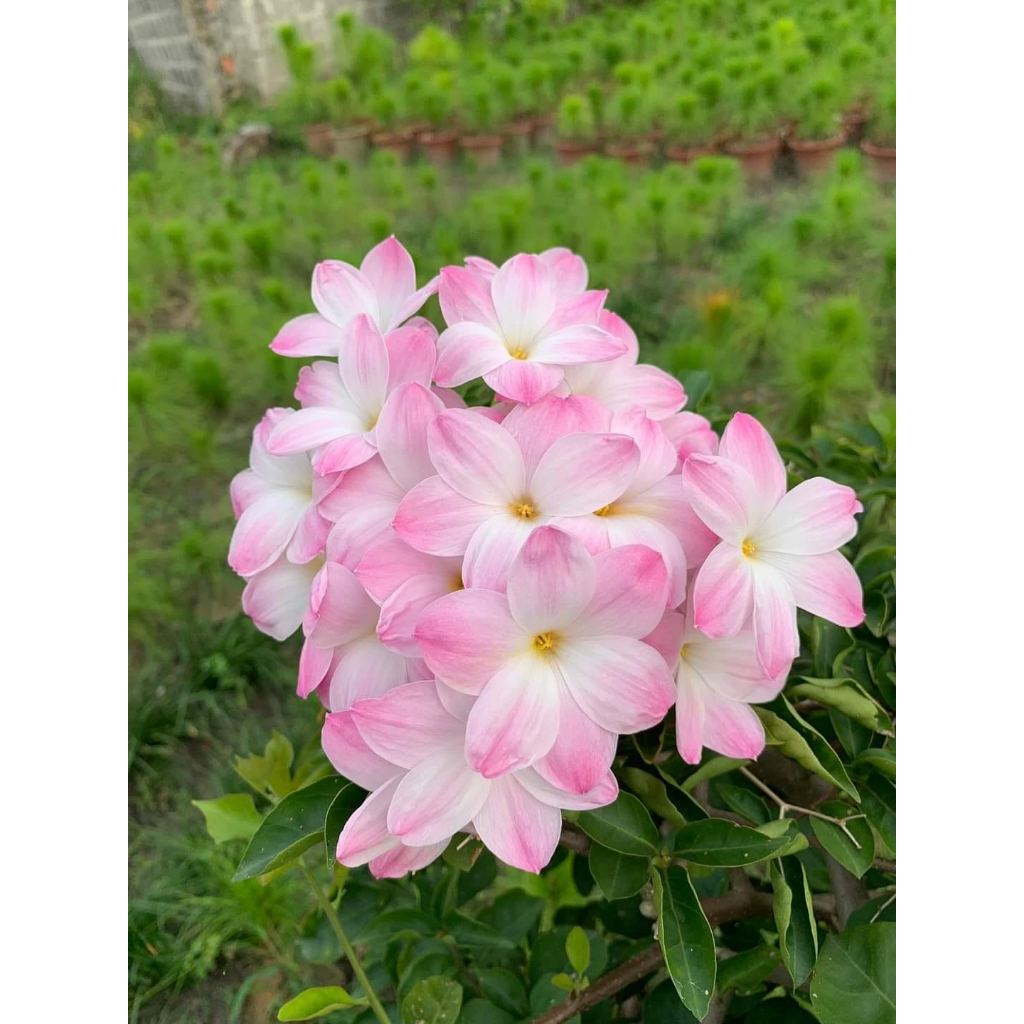 Củ huệ mưa Lily Pies