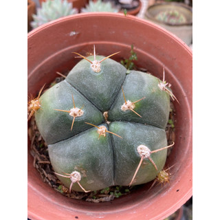 cây xương rồng bánh bao gym bánh bao size 7cm🌵hàng sẵn
