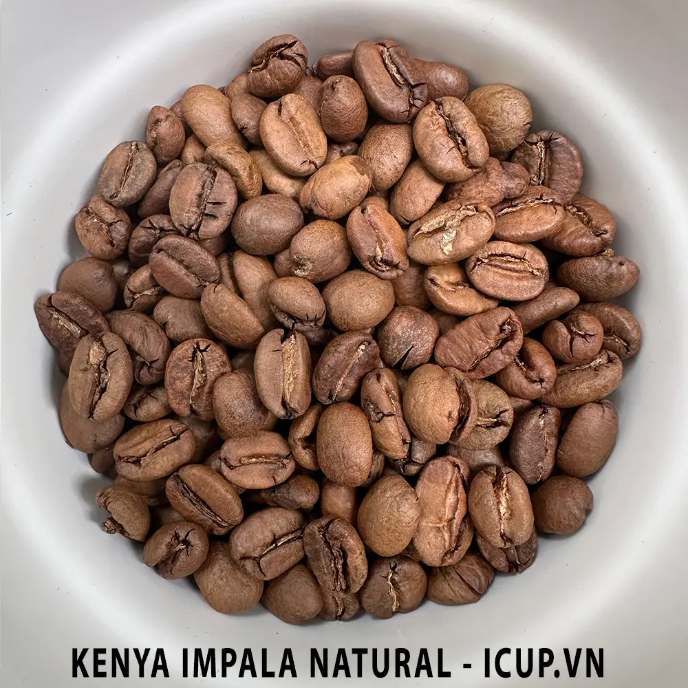 Cà phê ngoại Kenya Impala Natural AA - iCup Roaster