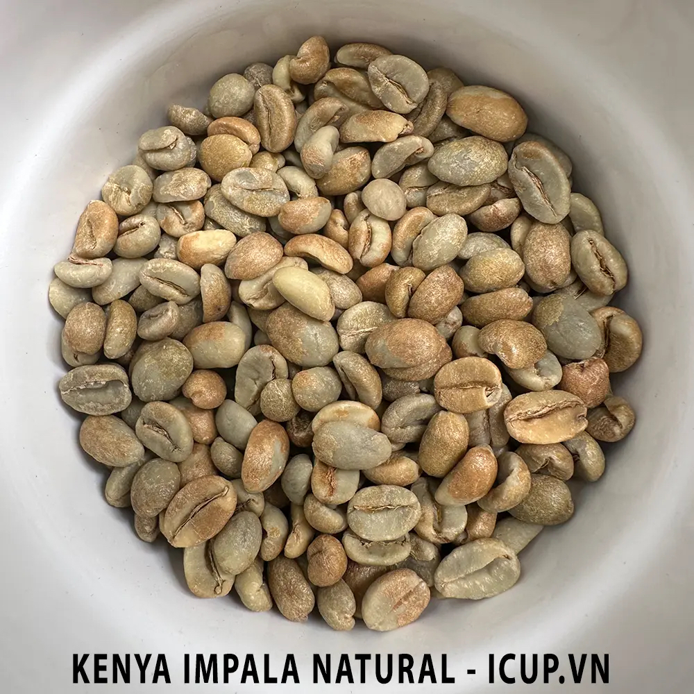 Cà phê ngoại Kenya Impala Natural AA - iCup Roaster