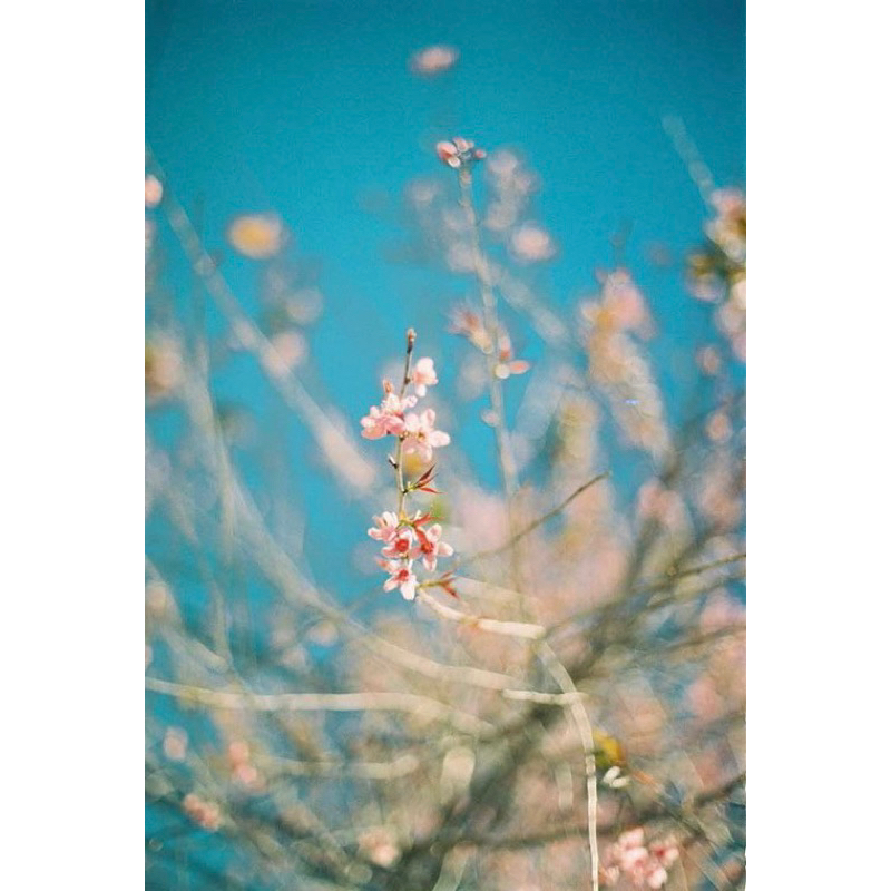 - Film 135  giá rẻ, 24 kiểu & 36 kiểu, Film outdate, hàng US