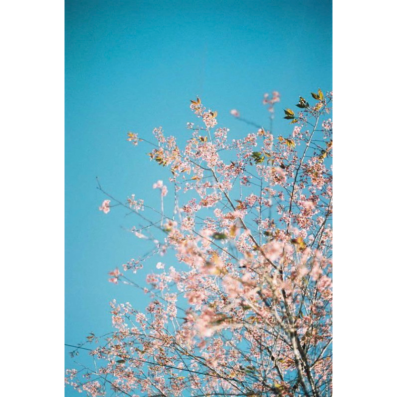 - Film 135  giá rẻ, 24 kiểu & 36 kiểu, Film outdate, hàng US