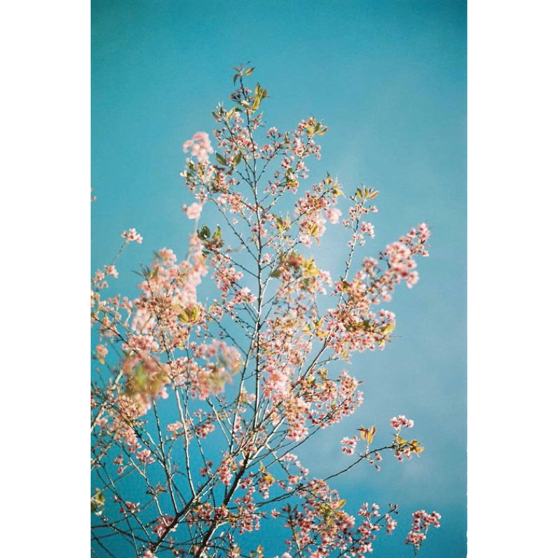 - Film 135  giá rẻ, 24 kiểu & 36 kiểu, Film outdate, hàng US