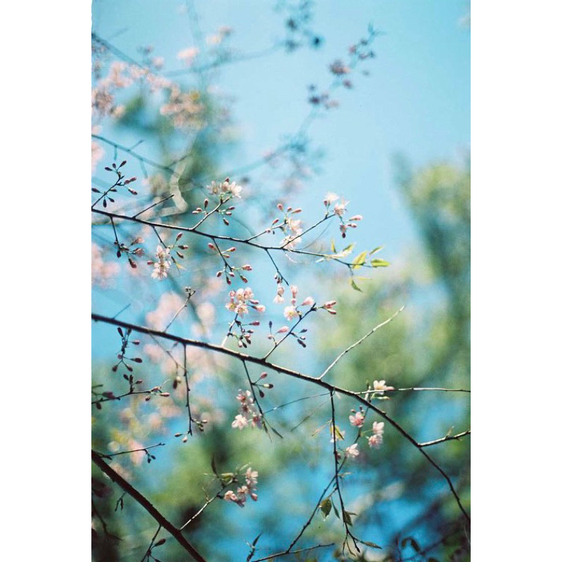 - Film 135  giá rẻ, 24 kiểu & 36 kiểu, Film outdate, hàng US