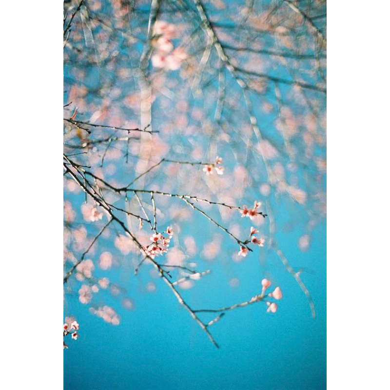 - Film 135  giá rẻ, 24 kiểu & 36 kiểu, Film outdate, hàng US