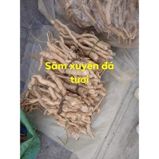sâm xuyên đá (1kg)