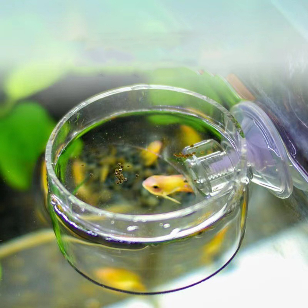 Vòng cho cá ăn Acrylic | Vòng giữ thức ăn cho cá