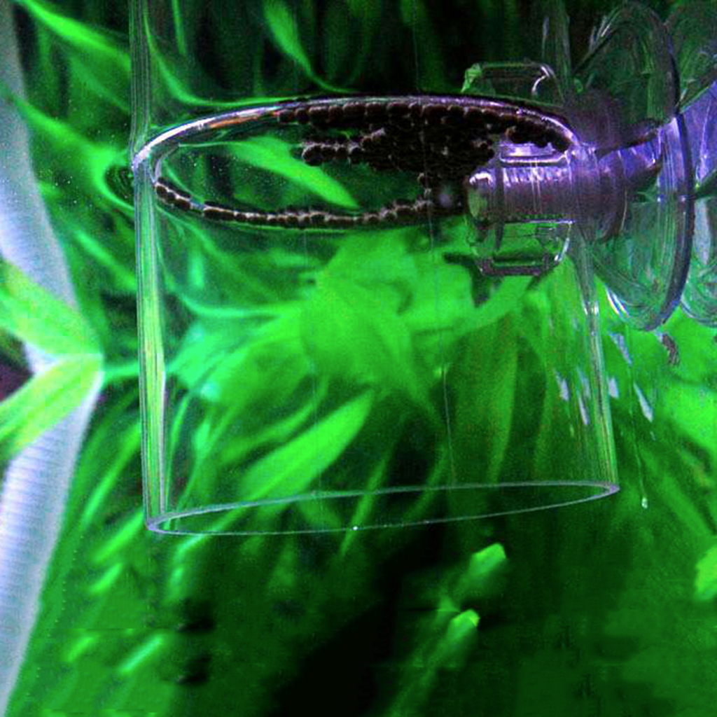 Vòng cho cá ăn Acrylic | Vòng giữ thức ăn cho cá