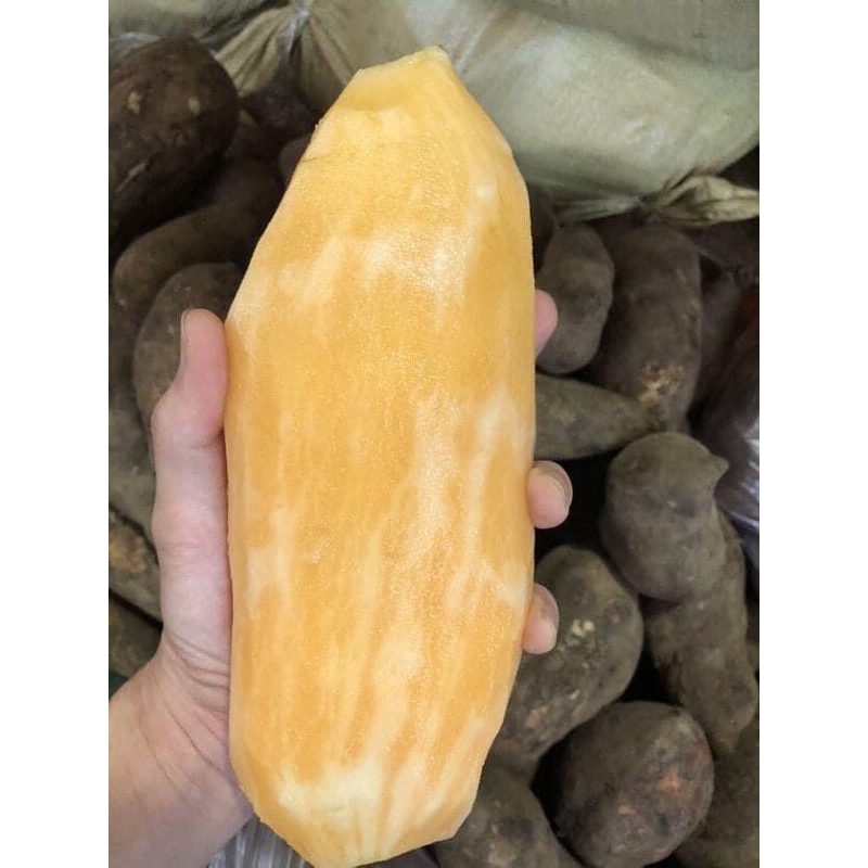 khoai sâm đất 1kí