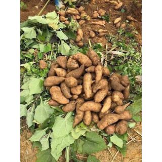 khoai sâm đất 1kí