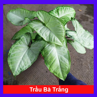Cây Trầu Bà Trắng - Cây kiểng mini để bàn