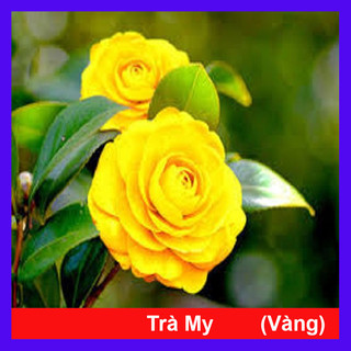 Cây hoa trà my - ra hoa sau 4-5 tháng