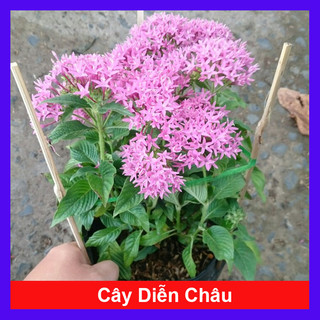 Cây Diễn Châu - Cây kiểng mini để bàn