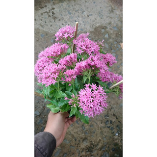 Cây Diễn Châu - Cây kiểng mini để bàn