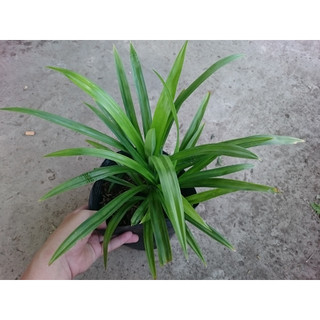 Cây lá dứa ( cây lá nếp ) - cây kiểng sân vườn