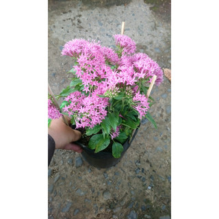 Cây Diễn Châu - Cây kiểng mini để bàn