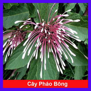 Cây Hoa Pháo Bông - Cây kiểng đẹp