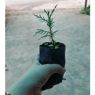 Cây trắc bách diệp cây thuốc tốt