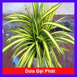Cây dứa đại phát - dứa sọc vàng - cây kiểng mini