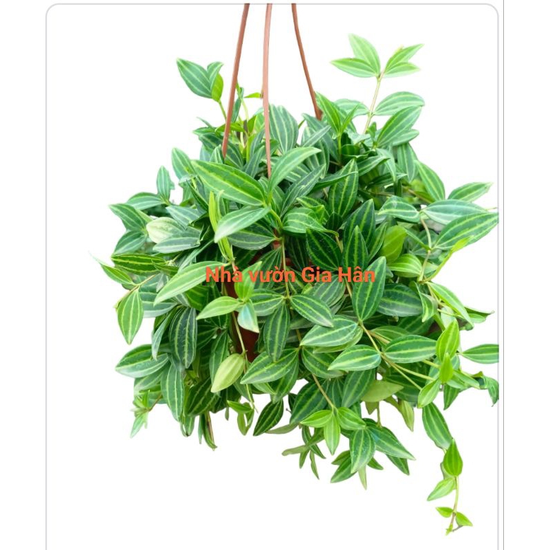Cây Bình an giỏ treo rủ dài