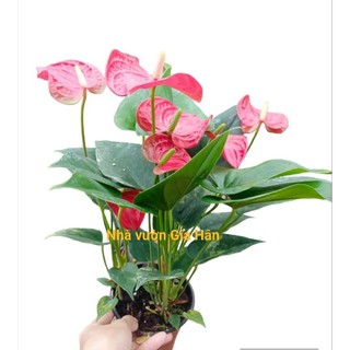 Cây hoa hồng môn đỏ siêu hoa cập nhật 18.7.24