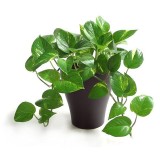 Cây trầu bà xanh - Cây kiểng mini